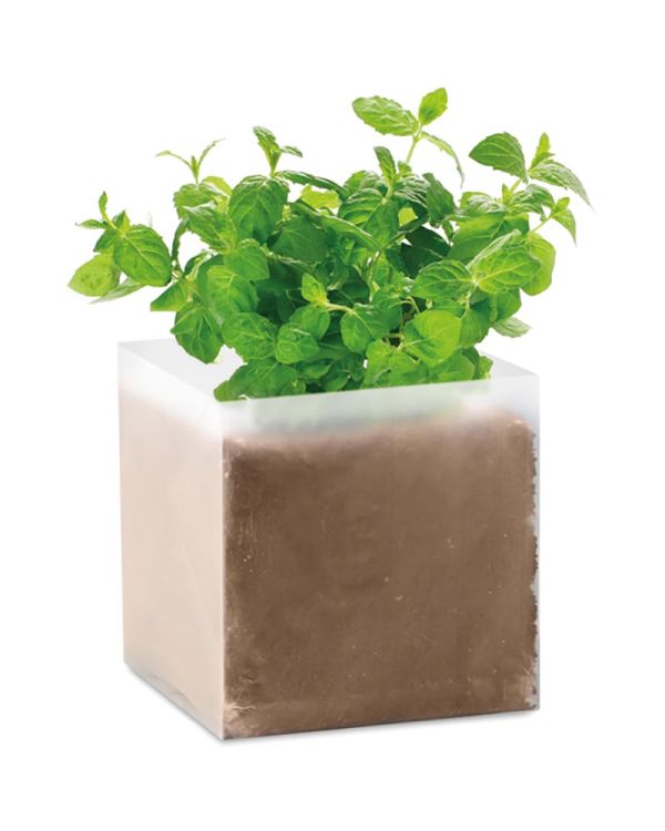 Mint Compost With Seeds Mint